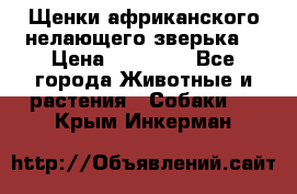 Щенки африканского нелающего зверька  › Цена ­ 35 000 - Все города Животные и растения » Собаки   . Крым,Инкерман